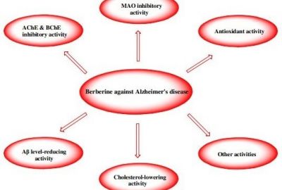 Berberin - Tiềm năng trong điều trị Alzheimer